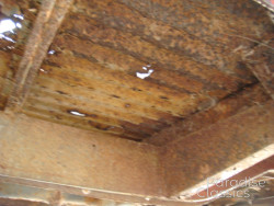 Red/White 1961 Volkswagen Bus